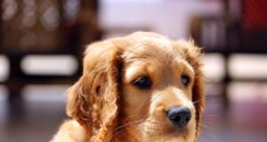 Helping Kids Cope with the Death of a Pet 1