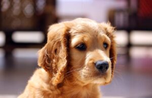 Hip Dysplasia and Dogs 1