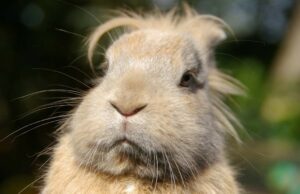 10 Reasons To Love Farm Animals Like Crazy 3