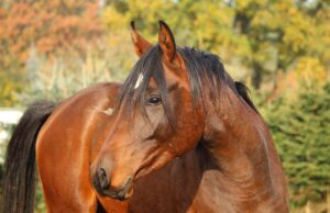 Protect Horses from Cruel Entertainment on World Animal Day 6
