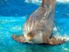 Tougher Laws Against Animal Fighting 7