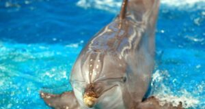 Tougher Laws Against Animal Fighting 7