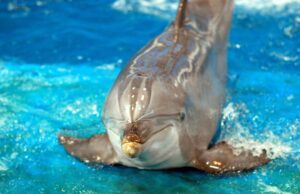 Tougher Laws Against Animal Fighting 7