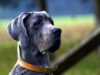 6 Animals that Went Viral Around the World 9