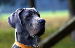 6 Animals that Went Viral Around the World 9