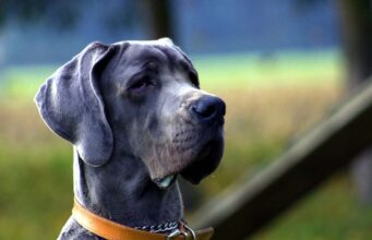 6 Animals that Went Viral Around the World 9